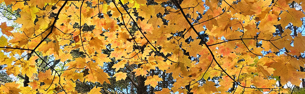 fall leaves