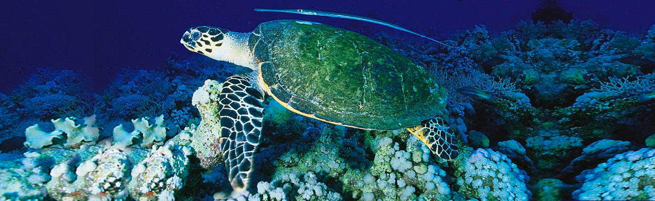 sea turtle and trumpet fish
