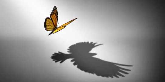 butterfly bird