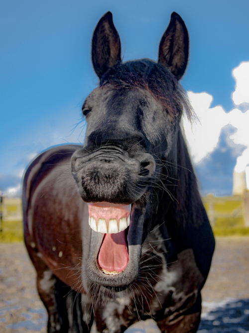 horse laugh